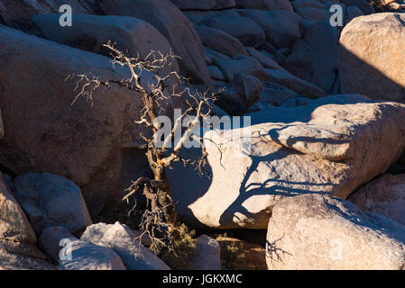 Ein ausgetrocknet toter Baum sitzt unter den Granitfelsen in Joshua Tree Desert Nationalpark im südlichen Kalifornien USA Stockfoto