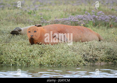 Dichtungen in der Nähe von Burnham auf Crouch Stockfoto