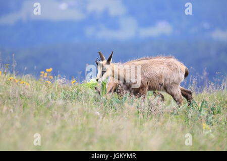 Gämse (Rupicapra Rupicapra) Vogesen, Frankreich Stockfoto