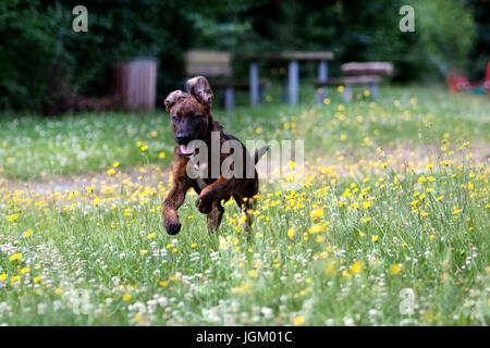 Young dog is running in the gras, junger Mischlingshund rennend im Gras Stockfoto