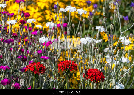 Malteserkreuz, Lychnis Chalcedonica, Lychnis Coronaria. Eine Mischung aus Blumen in einem Sommer-Bett Stockfoto