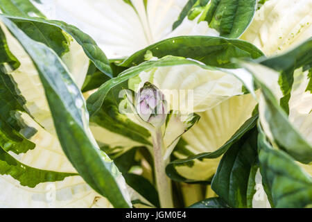 Hosta 'Feuer und Eis', Blütenknospe Stockfoto