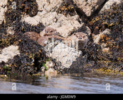 Weibliche eurasische Fischotter (Lutra Lutra) & ihr gut gewachsenen junges entspannend, Shetland, UK Stockfoto