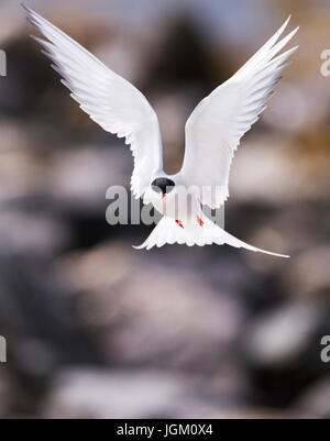 Eine Küstenseeschwalbe (Sterna Paradisaea) schwebt, Shetland, UK Stockfoto