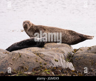 Eine gemeinsame Dichtung (Phoca Vitulina) und der jungen Welpen auf holte gerockt, Shedland, uk Stockfoto