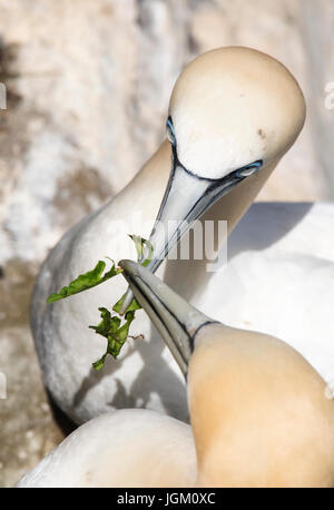 Ein paar Basstölpel (Morus Bassanus) bekräftigen ihren lebenslangen Bindung, Shetland, UK Stockfoto