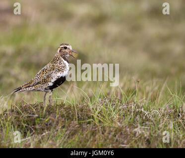 Goldregenpfeifer (Pluvialis Apricaria) fordert Shetland Moor, Großbritannien Stockfoto