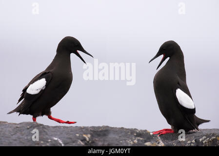 Zwei schwarze Trottellummen (Cepphus Grylle) zueinander, Shetland, UK anzeigen Stockfoto