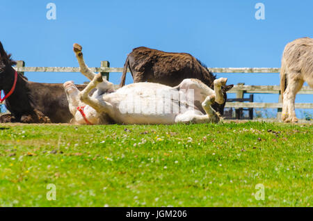 Verspielte weiße Esel, die Rollen auf dem Boden Sidmouth Donkey Sanctuary Devon England UK Stockfoto