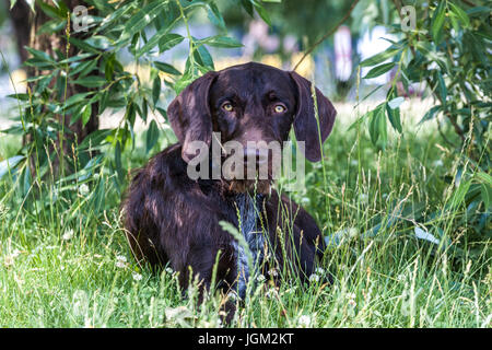 Tschechische Rasse Hund Porträt Cesky Fousek liegt auf Gras unter Baum, Tschechische Republik Sommer Garten Hund Blick in die Kamera Stockfoto