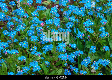 Blaue Blumen Cynoglossum oder Chernokoren können 2107. Stockfoto