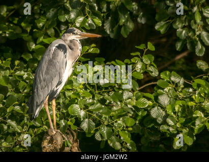 Ein Graureiher an Lackford Seen in Suffolk. Sitzen auf einem Ast vor grünen Büschen am Rand Sees. Stockfoto