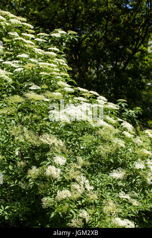 Sambucus ist eine Gattung von Blütenpflanzen in der Familie adoxaceae. Die verschiedenen Arten sind in der Regel ältere oder Holunder genannt. Stockfoto