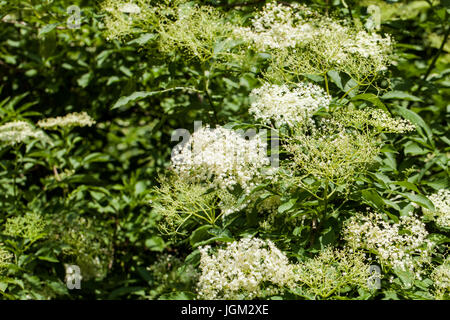 Sambucus ist eine Gattung von Blütenpflanzen in der Familie adoxaceae. Die verschiedenen Arten sind in der Regel ältere oder Holunder genannt. Stockfoto