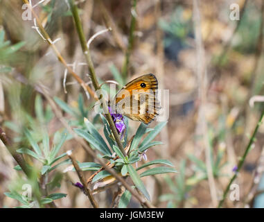 Nahaufnahme von einem Gatekeeper-Schmetterling (Flügel geöffnet) Stockfoto