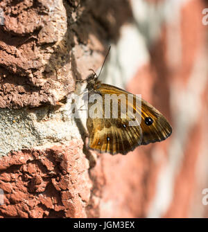 Nahaufnahme von einem Gatekeeper-Schmetterling (Flügel geschlossen) auf eine Mauer Stockfoto