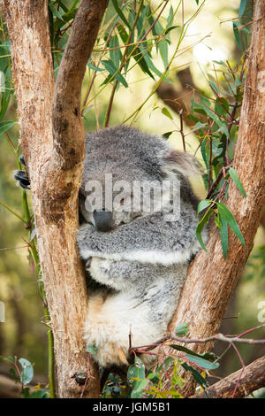 Ein schlafender Koala Stockfoto