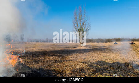 Zuckerrohr oder Reed-Anbau und brennen mit dem Rohrstock in der Nähe von Giethoorn und Kalenberg im Winter im Nationalpark Weerribben-Wieden, Niederlande. Stockfoto