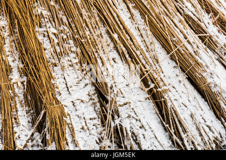 Zuckerrohr-Anbau in Giethoorn im Winter im Nationalpark Weerribben-Wieden. Stockfoto