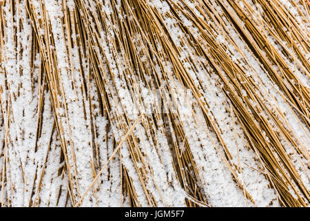 Zuckerrohr-Anbau in Giethoorn im Winter im Nationalpark Weerribben-Wieden. Stockfoto