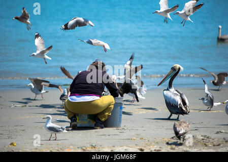 Frau füttert Pelikane an einem Strand in Peru. Stockfoto