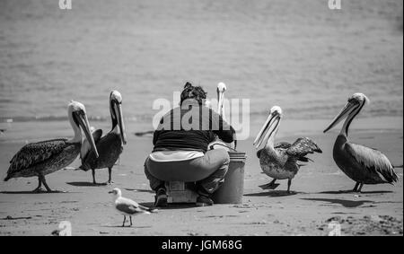 Frau füttert Pelikane an einem Strand in Peru. Stockfoto