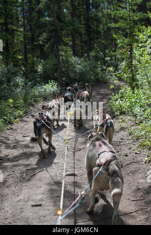 Städtisches Mushing/trockenes Mushing in Alaska Stockfoto