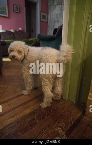 Pluto, der Hund hängen rund um das Haus. Stockfoto