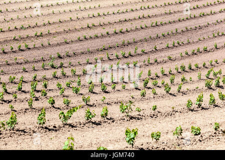 Neu gepflanzten Weingärten in der Stadt Valtice Wein Region, Südmähren Felder, Tschechische Republik, Europa Stockfoto