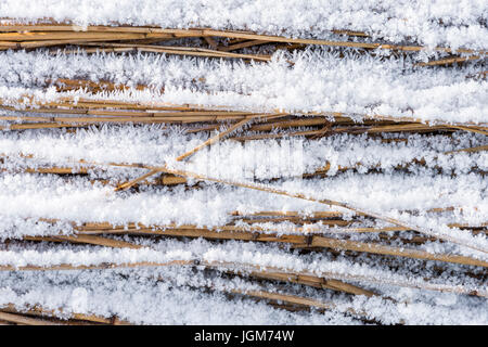 Raureif auf Zuckerrohr, Anbau in Giethoorn im Winter im Nationalpark Weerribben-Wieden, Niederlande. Stockfoto