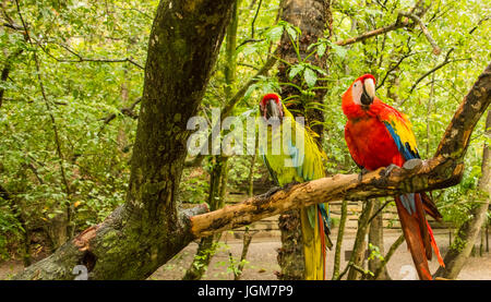 Bunte Ara Vogel In freier Wildbahn Stockfoto