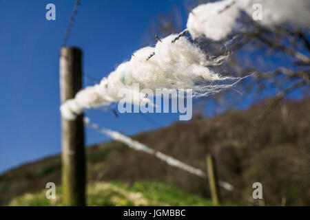 Wolle vom Schaf auf einem Stacheldrahtzaun verfangen Stockfoto