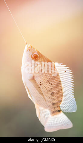 Nile Tilapia Fisch (Oreochromis Nilotica) hängen an Haken mit Fackel Licht Stockfoto