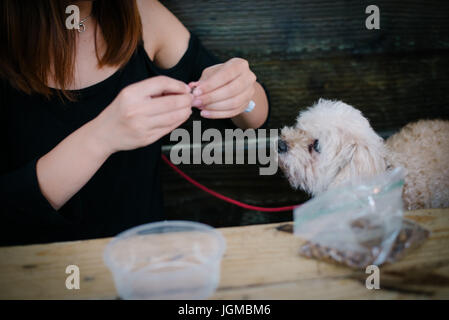 Mädchen mit einem flauschigen weißen Hund. Stockfoto