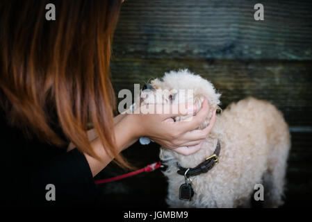 Mädchen mit einem flauschigen weißen Hund. Stockfoto