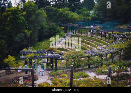 Berkeley Rosengarten im Sommer. Stockfoto