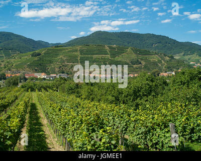 Weinberge entlang der Donau, Österreich, Niederösterreich, Wachau - Weinberge am Fluss Donau, Österreich, Niederösterreich, Region Wachau, Weinberge machen der D Stockfoto