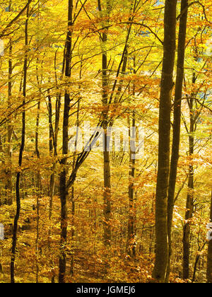 herbstliche Gefa Rbter Buchenwald - Beech Grove im Herbst, Herbstlich GefaÃàrbter Buchenwald - Beech Grove im Herbst Stockfoto