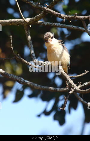 Gestreiftes Kingfisher Halcyon Chelicuti, Leoparden-Tal, Lusaka, Sambia Stockfoto