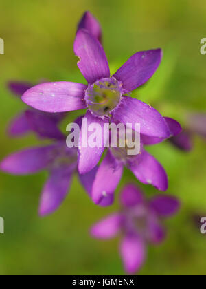 Deutscher Enzian (Gentianella Germanica), Österreich, Niederösterreich, Naturschutzgebiet? Tscher Genmab? Uer - Gentianella Germanica, Österreich, Niederösterreich,? Tsch Stockfoto