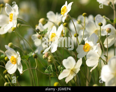 Herbst-Anemone, Anemone Altaica - Anemone Anemone Altaica, Herbstanemone, Anemone Altaica - Anemone Anemone altaica Stockfoto