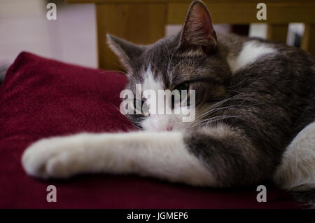 Grauer Tabby, der auf die Kamera starrt. Stockfoto