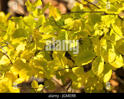 Baum Würger, Herbstlaub - Oriental bittersüß, Baumwürger, Herbstlaub - orientalische bittersweet Stockfoto