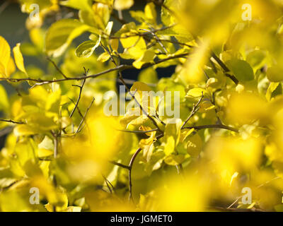 Baum Würger, Herbstlaub - Oriental bittersüß, Baumwürger, Herbstlaub - orientalische bittersweet Stockfoto