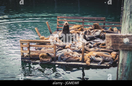 Floß Seelöwen, die übereinander liegen Stockfoto