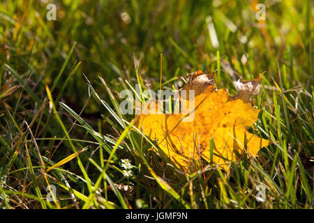 Tiefe Taille Ahornblatt liegt auf der Wiese - fallen aus Vision Ahornblatt, Abgefallenes Ahornblatt Liegt in der Wiese - abgefallen Ahornblatt Stockfoto