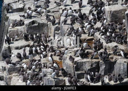 Trottellummen in der Sommersonne auf den Klippen auf der schottischen Isle of May. Stockfoto