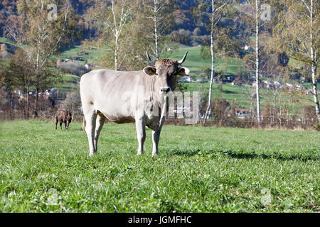 Europe Swizz St. Gallen - Rinder auf der Weide - Freilandproduktion - grüne Weiden Stockfoto