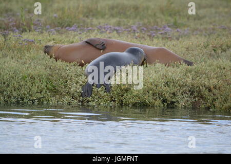 Dichtungen in der Nähe von Burnham auf Crouch Stockfoto