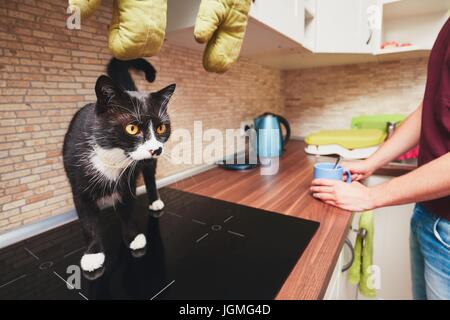 Leben mit Haustieren. Mann mit neugierige Katze in Küche. Stockfoto